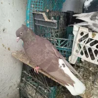 کبوتر دم سفید