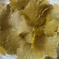 برگ مو ودلمه