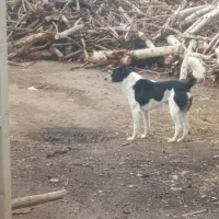 واگذاری سگ نر|سگ|قم, باغ کرباسی|دیوار