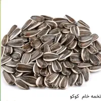 انواع دانه عروس هلندی طولی کاسکو مرغ مینا قناری|لوازم جانبی حیوانات|لاهیجان, کوی زمانی|دیوار