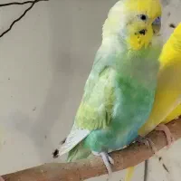 شیشه در و پنجره