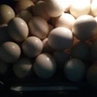 پوکه تخم شتر مرغ