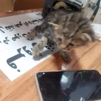 واگذاری رایگان گربه DSH