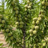 فروش نهال بادام شکوفه دیررس اصالت تضمینی در شیراز