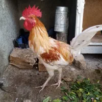 خروس جهت نگهداری یاقربانی