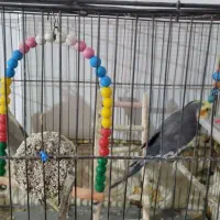 جفت عروس هلندی|پرنده|اسفراین, |دیوار