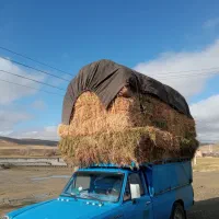 علوفه مخلوط با یونجه|خدمات باغبانی و درختکاری|تکاب, |دیوار