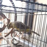 قناری نر گلستر