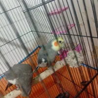 عروس هلندی جفت مولد کار داده|پرنده|بهار, |دیوار