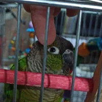 طوطی گرینچک|پرنده|مشکین‌دشت, |دیوار