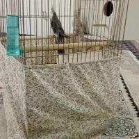 عروس هلندی