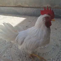 خروس