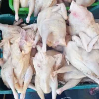 حراج مرغ محلی اوردک محلی خروس محلی