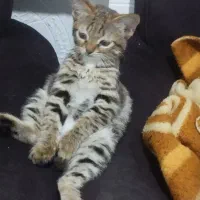 واگذاری بچه گربه چهار ماهه