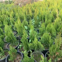 گل و گیاه آپارتمانی