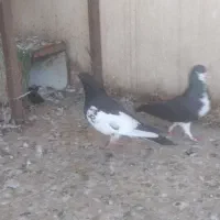 فروش نروماده شهری
