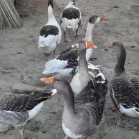 حیوانات درمزرعه