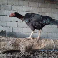 مرغ لاری معاوضه با اردک اسراییلی ماده