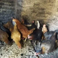 مرغ محلی ولاری|حیوانات مزرعه|اشتهارد, |دیوار