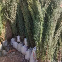 نهال سرو شیراز|گل و گیاه طبیعی|کرمان, |دیوار