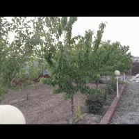 باغ۵۶۸متری تخفیف ویژه حرفه ای فرصت طلایی کم نظیر|فروش زمین و ملک کلنگی|مشهد, عبادی|دیوار