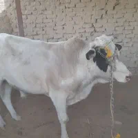 گاو نر (نوچ )و گستر  (گوساله ماده)بفروش میرسد