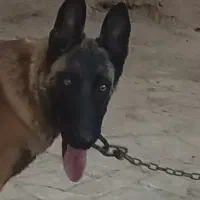 واگذاری سگ مالینیوز ماده