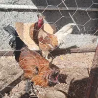 جوجه مرغ و خروس|پرنده|داران, |دیوار