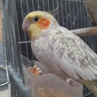 طوطی . پرنده . هلندی . مولد