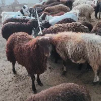 مژده مژده بره نرینه چاق و چله رسید/دام زنده *سالم*