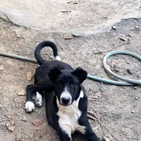 توله نر ۵ماهه