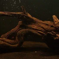 چوب آکواریوم