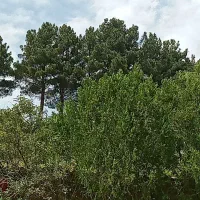 کارگر برای باغبانی در رودبار