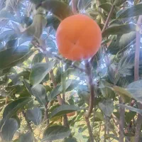 نهال خرمالو...انجیرانار|خدمات باغبانی و درختکاری|بندر گز, |دیوار