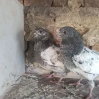 جوجه پاکستانی|حیوانات مزرعه|ایرانشهر, |دیوار