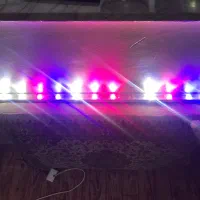 مهتابی پلنت