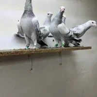 پرنده کبوتر کرمانی|پرنده|کرمان, |دیوار