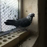 کبوتر نر قاره پرشی|پرنده|فرخشهر, |دیوار