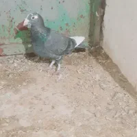 کفتر|پرنده|باخزر, |دیوار