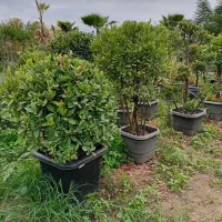 یاس هلندی خاص|گل و گیاه طبیعی|تهران, سازمان آب|دیوار