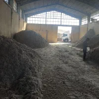 دانه پنبه و غوزه و کچاله برای خوراک دام اردبیل