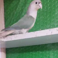 گرینچیک فنچ کوتوله طوطی|پرنده|تربت جام, بیست متری منبع آب|دیوار