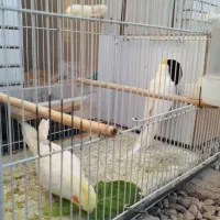 عروس هلندی لوتینو مولد|پرنده|طبس, |دیوار