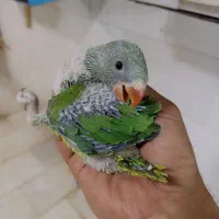 طوطی ملنگو سرلاکی