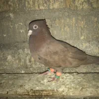 تافته ای|پرنده|شیراز, کفترک|دیوار
