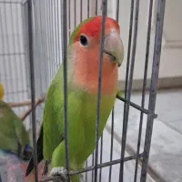 کوتوله کله هلویی نر