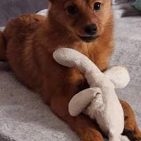 اشپیتز رایگان