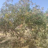 مشاوره پسته