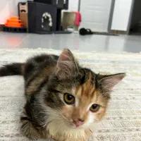 واگذاری بچه گربه ماده|گربه|چالوس, |دیوار