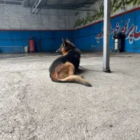 سگ ژرمن|سگ|قزوین, |دیوار